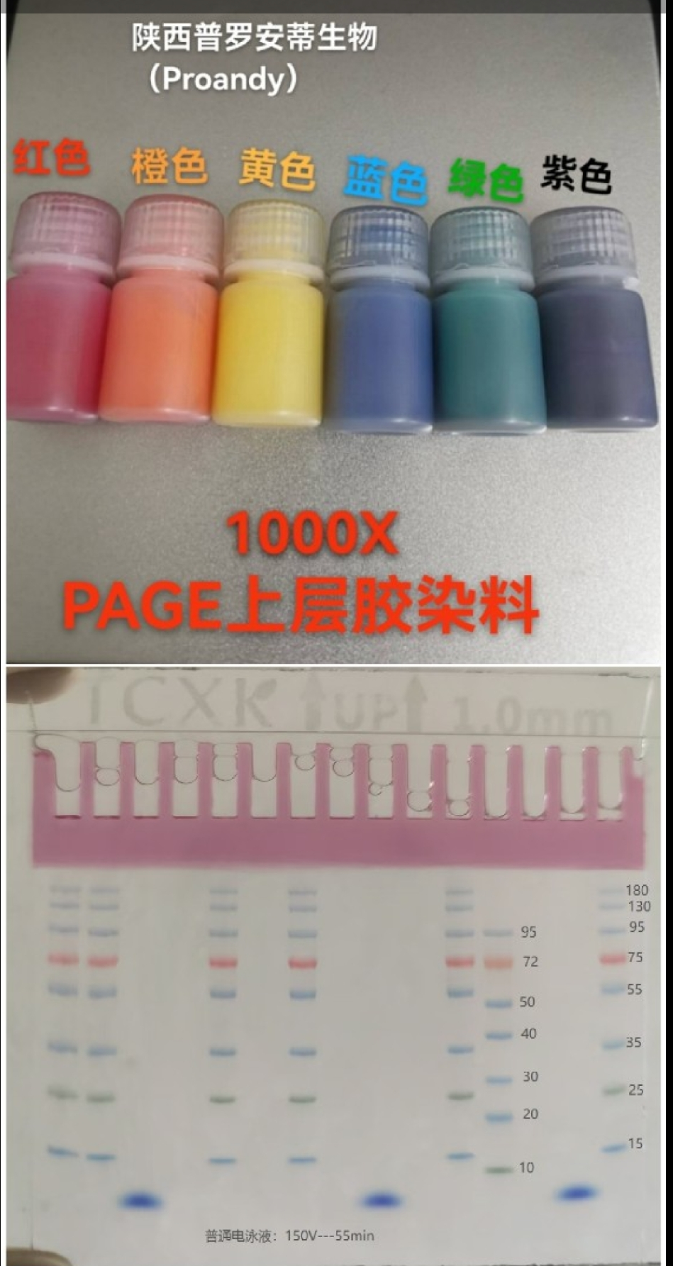 色彩标记-通用型PAGE凝胶制备试剂盒(10-250KD）