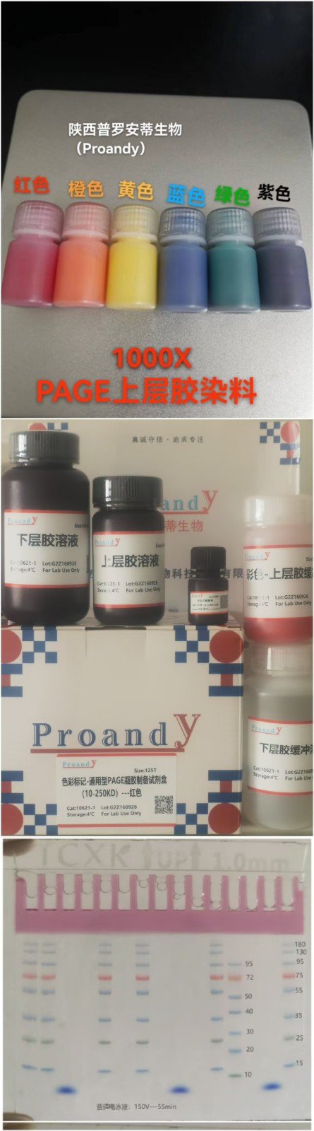 色彩标记-通用型PAGE凝胶制备试剂盒(10-250KD）